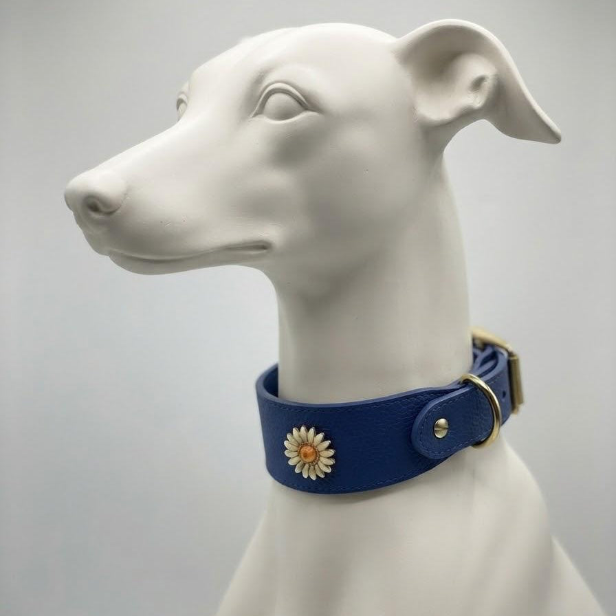 Sapphire Daisy